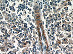 RNF213 Antibody in Immunohistochemistry (Paraffin) (IHC (P))