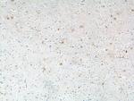 MAS1L Antibody in Immunohistochemistry (Paraffin) (IHC (P))