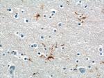 MAS1L Antibody in Immunohistochemistry (Paraffin) (IHC (P))
