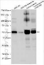 ARRDC1 Antibody in Western Blot (WB)