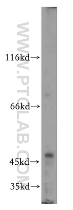 MFSD7 Antibody in Western Blot (WB)