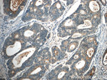 FAM78A Antibody in Immunohistochemistry (Paraffin) (IHC (P))