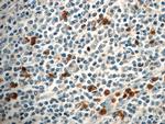 FAM78A Antibody in Immunohistochemistry (Paraffin) (IHC (P))