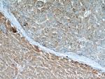 Willin Antibody in Immunohistochemistry (Paraffin) (IHC (P))