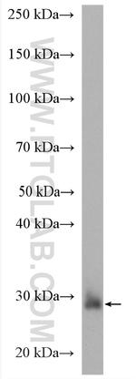 Willin Antibody in Western Blot (WB)
