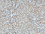 Willin Antibody in Immunohistochemistry (Paraffin) (IHC (P))