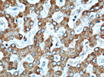 Willin Antibody in Immunohistochemistry (Paraffin) (IHC (P))