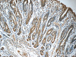 TMX3 Antibody in Immunohistochemistry (Paraffin) (IHC (P))
