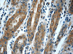TMX3 Antibody in Immunohistochemistry (Paraffin) (IHC (P))