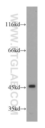 NR1I3 Antibody in Western Blot (WB)