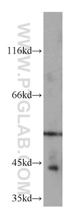 NR1I3 Antibody in Western Blot (WB)