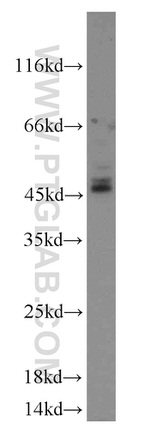 CD37 Antibody in Western Blot (WB)