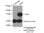 ESRP1 Antibody in Immunoprecipitation (IP)