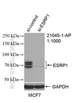 ESRP1 Antibody in Western Blot (WB)