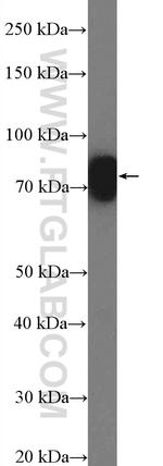 ESRP1 Antibody in Western Blot (WB)