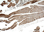 GLUT4 Antibody in Immunohistochemistry (Paraffin) (IHC (P))