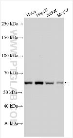 THUMPD2 Antibody in Western Blot (WB)