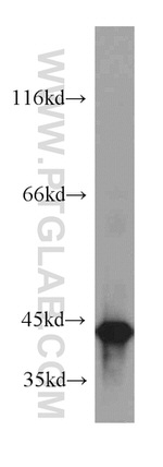 OXA1L Antibody in Western Blot (WB)