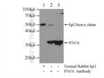 PNO1 Antibody in Immunoprecipitation (IP)