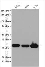 PNO1 Antibody in Western Blot (WB)