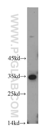 PNO1 Antibody in Western Blot (WB)