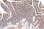 C19orf45 Antibody in Immunohistochemistry (Paraffin) (IHC (P))