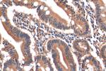 C19orf45 Antibody in Immunohistochemistry (Paraffin) (IHC (P))