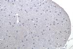 Synaptopodin Antibody in Immunohistochemistry (Paraffin) (IHC (P))