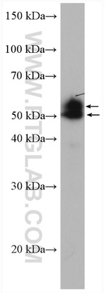 MAZ Antibody in Western Blot (WB)