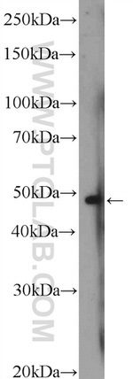 MAZ Antibody in Western Blot (WB)