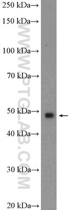 MAZ Antibody in Western Blot (WB)