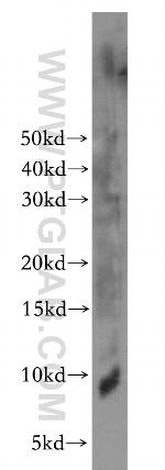 ELOF1 Antibody in Western Blot (WB)
