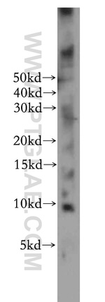 ELOF1 Antibody in Western Blot (WB)
