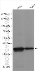 CNN2 Antibody in Western Blot (WB)