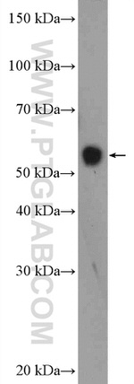 ZNF703 Antibody in Western Blot (WB)