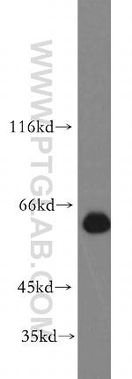ZNF703 Antibody in Western Blot (WB)
