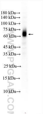 NESG1 Antibody in Western Blot (WB)