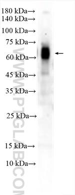 NESG1 Antibody in Western Blot (WB)