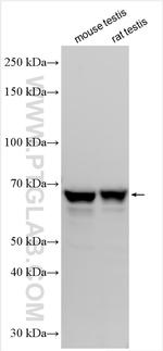 NESG1 Antibody in Western Blot (WB)