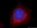 FAM119A Antibody in Immunocytochemistry (ICC/IF)