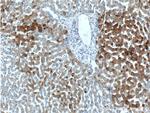 FAM119A Antibody in Immunohistochemistry (Paraffin) (IHC (P))