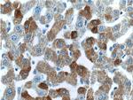 FAM119A Antibody in Immunohistochemistry (Paraffin) (IHC (P))