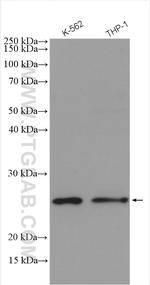FAM119A Antibody in Western Blot (WB)