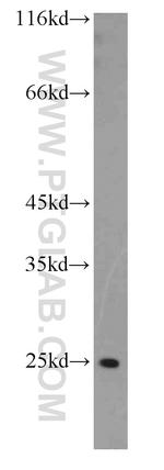 FAM119A Antibody in Western Blot (WB)