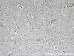 CCDC50 Antibody in Immunohistochemistry (Paraffin) (IHC (P))
