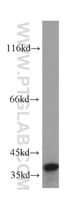 CCDC50 Antibody in Western Blot (WB)
