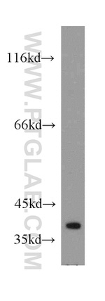 CCDC50 Antibody in Western Blot (WB)