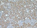 CCDC50 Antibody in Immunohistochemistry (Paraffin) (IHC (P))