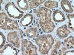 CCDC50 Antibody in Immunohistochemistry (Paraffin) (IHC (P))