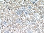 CCDC50 Antibody in Immunohistochemistry (Paraffin) (IHC (P))